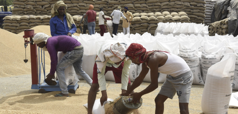 A rischio il raccolto di grano in India a causa dei cambiamenti climatici