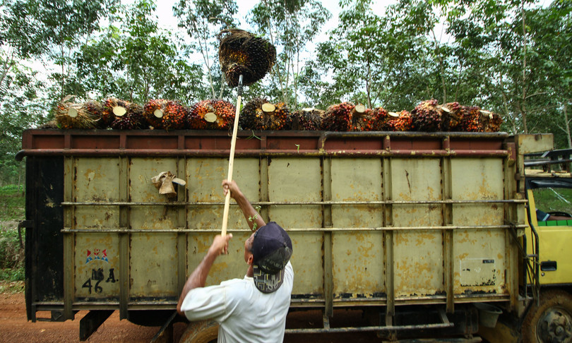L’Indonesia ha vietato l’export di olio di palma