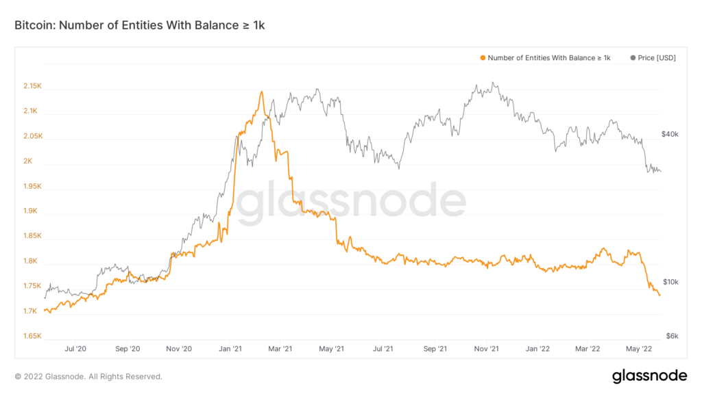 Le grandi whale di Bitcoin stanno vendendo, ma le più piccole continuano a HODLare