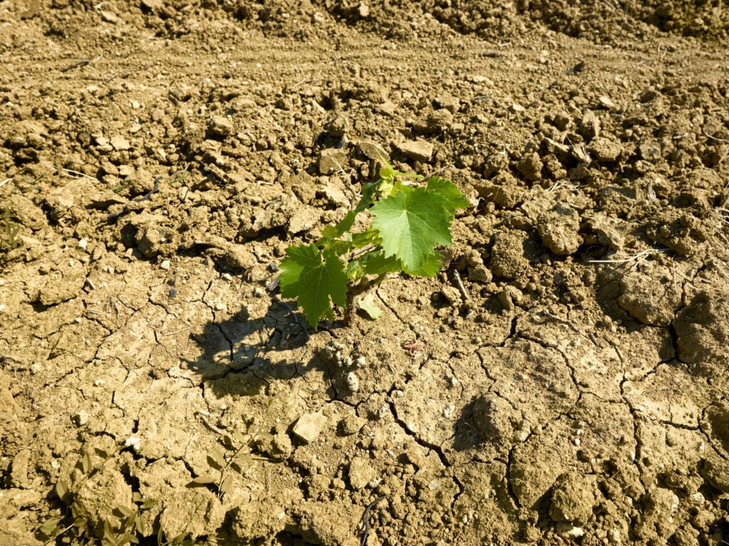 Allarme siccità: in attesa dello stato di emergenza, le Regioni si muovono in ordine sparso