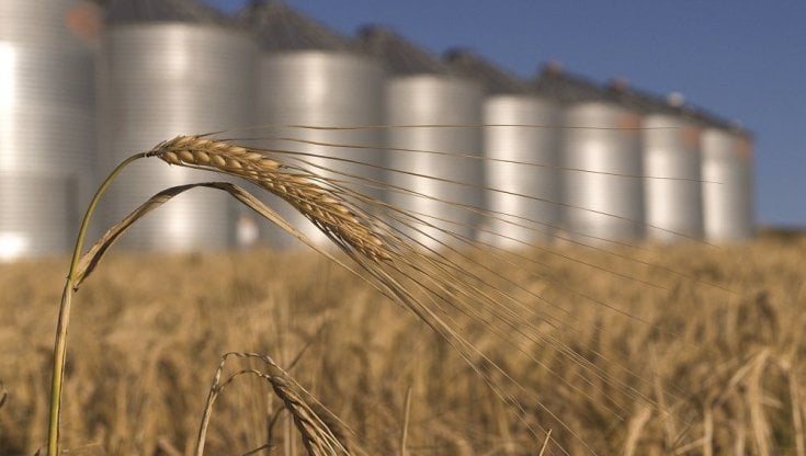 I prezzi di grano e riso continuano ad aumentare