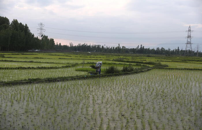 La siccità sta devastando le risaie italiane. Il raccolto giù del 30%