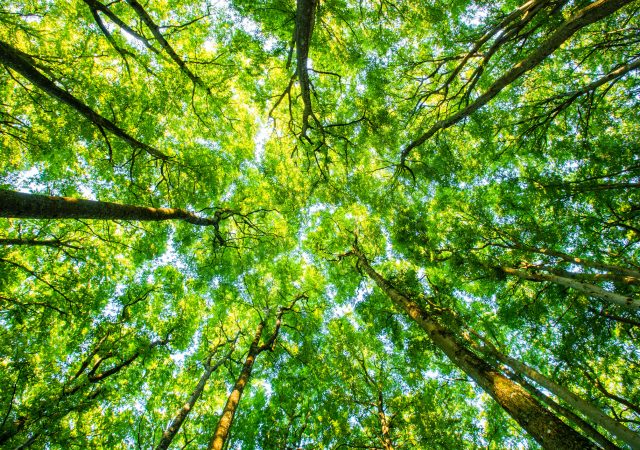 Foreste europee in fumo. Con la scusa del green